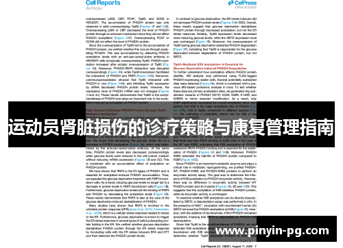 运动员肾脏损伤的诊疗策略与康复管理指南 运动员肾脏损伤的诊疗策略与康复管理指南